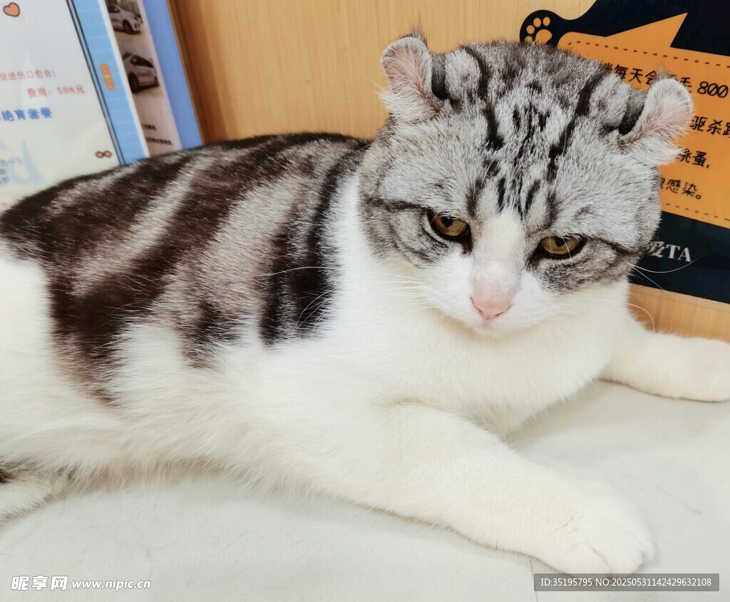 可爱斑纹猫咪趴卧姿态