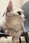 优雅猫咪端坐椅子上