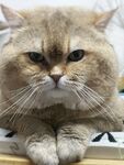霸气猫咪趴卧姿态超吸睛