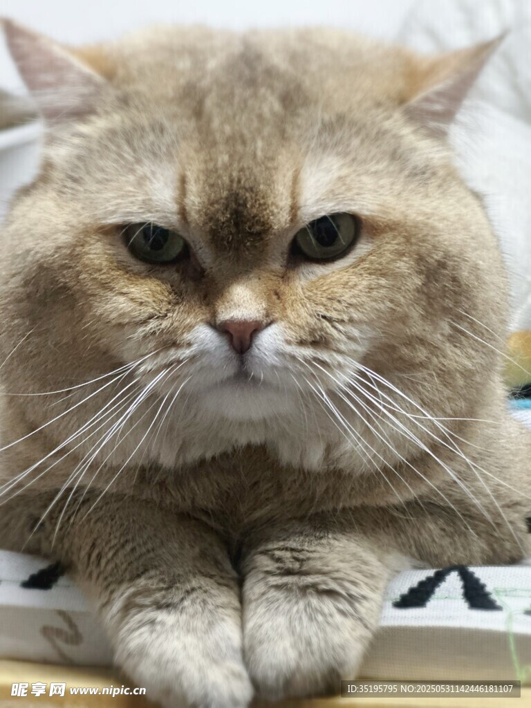 霸气猫咪趴卧姿态超吸睛