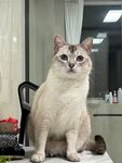 端坐的可爱猫咪