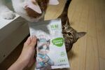 猫咪好奇注视手中猫粮袋