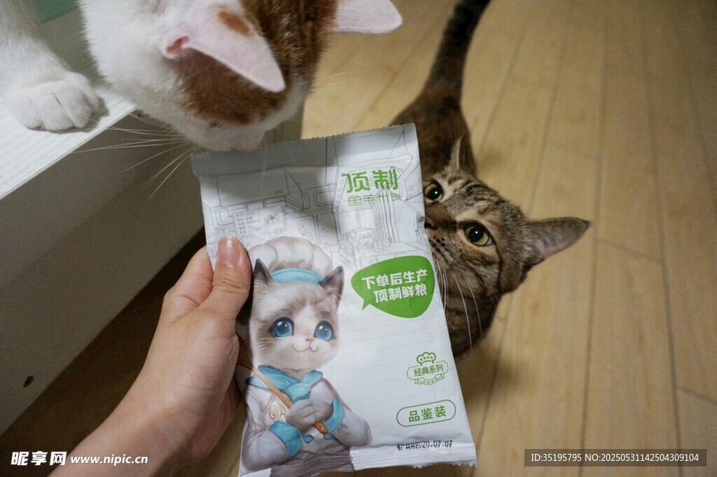 猫咪好奇注视手中猫粮袋