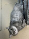 躺地卖萌的灰色猫咪