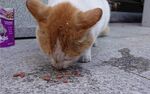 橘猫低头嗅地上食物