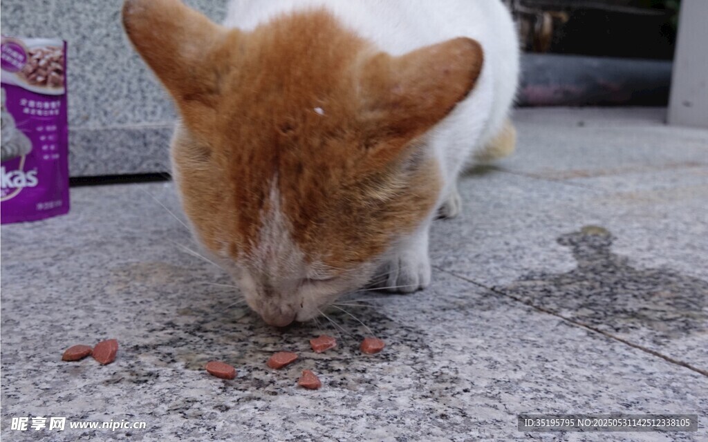 橘猫低头嗅地上食物