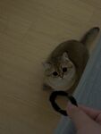 逗猫瞬间猫咪紧盯玩具环