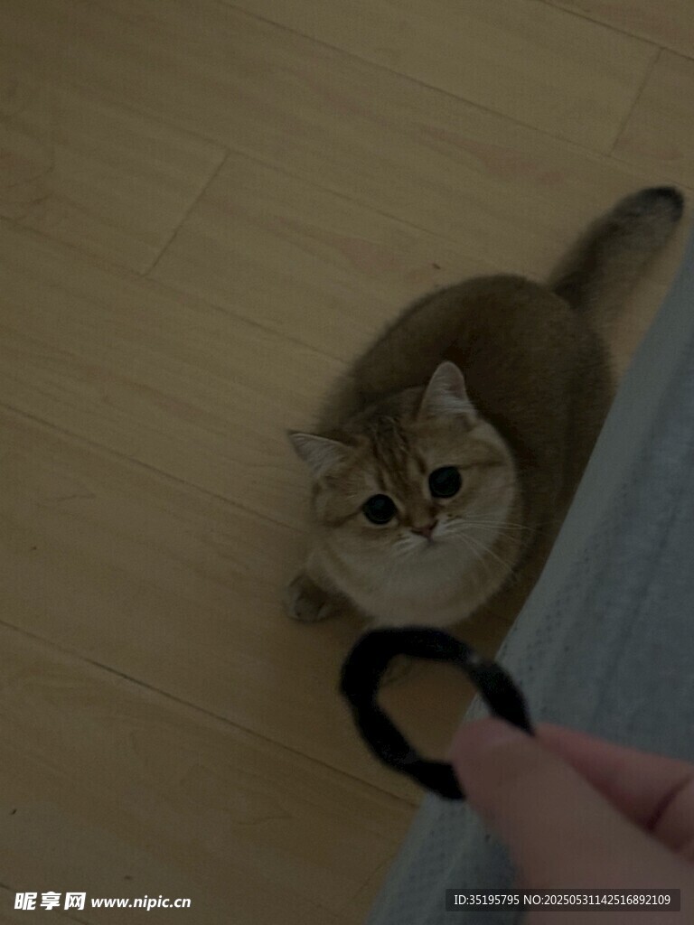 逗猫瞬间猫咪紧盯玩具环