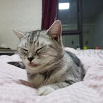 惬意猫咪躺卧粉色床铺