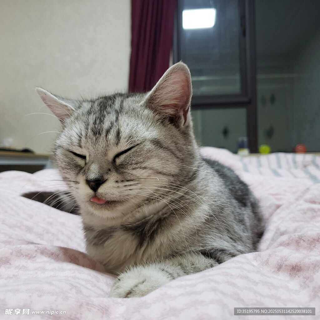 惬意猫咪躺卧粉色床铺