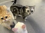 三只猫咪同框可爱瞬间