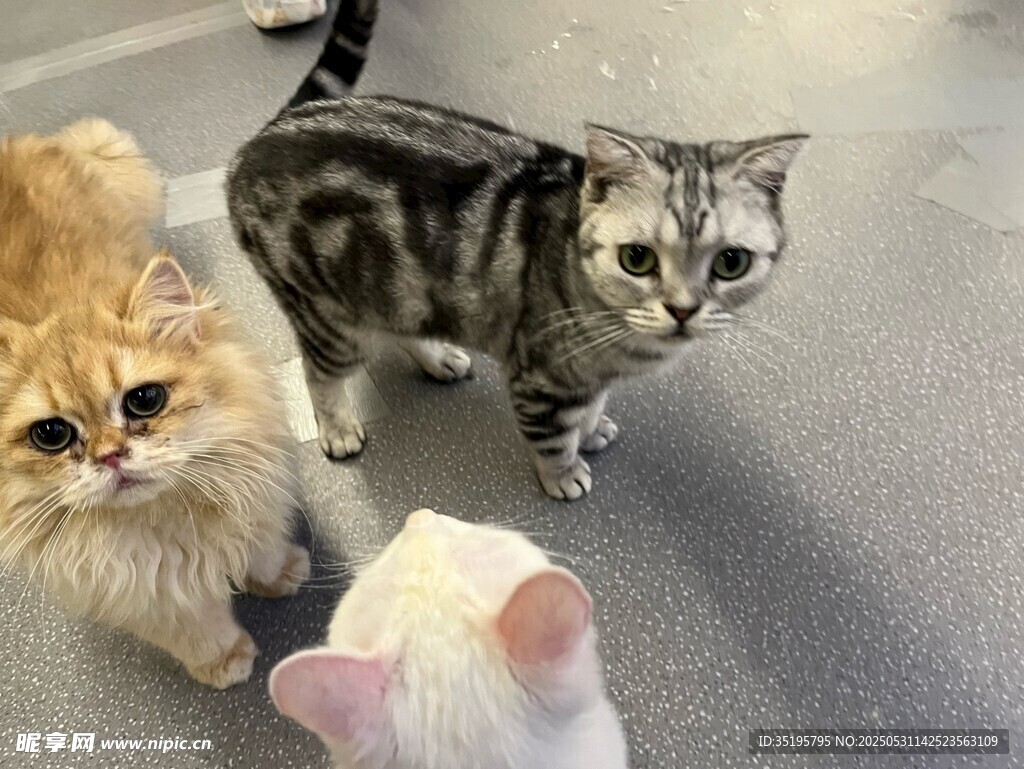 三只猫咪同框可爱瞬间