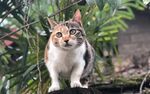 花斑猫立于绿植间