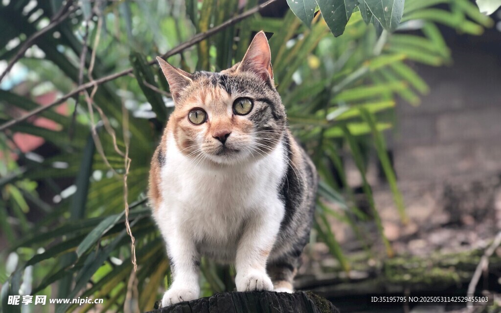 花斑猫立于绿植间