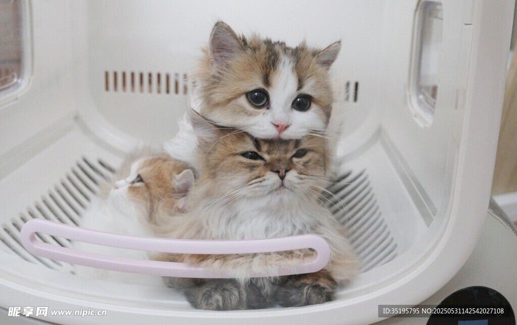 三只猫咪在白色容器中