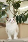 可爱布偶猫端坐绿植旁