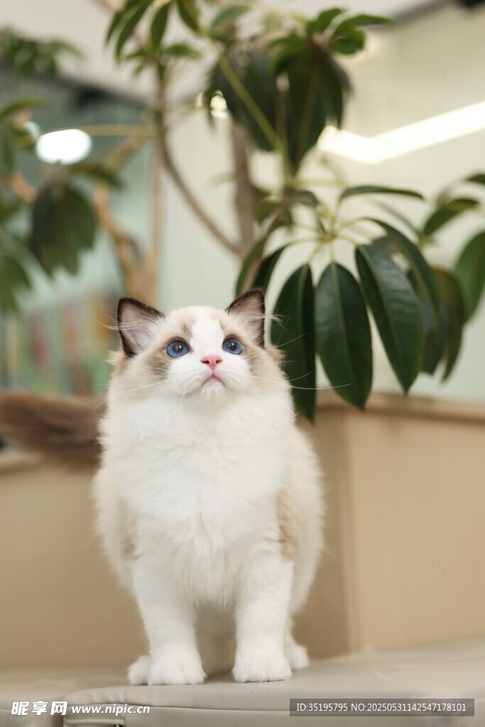 可爱布偶猫端坐绿植旁