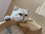 猫咪惬意趴卧在纸箱边