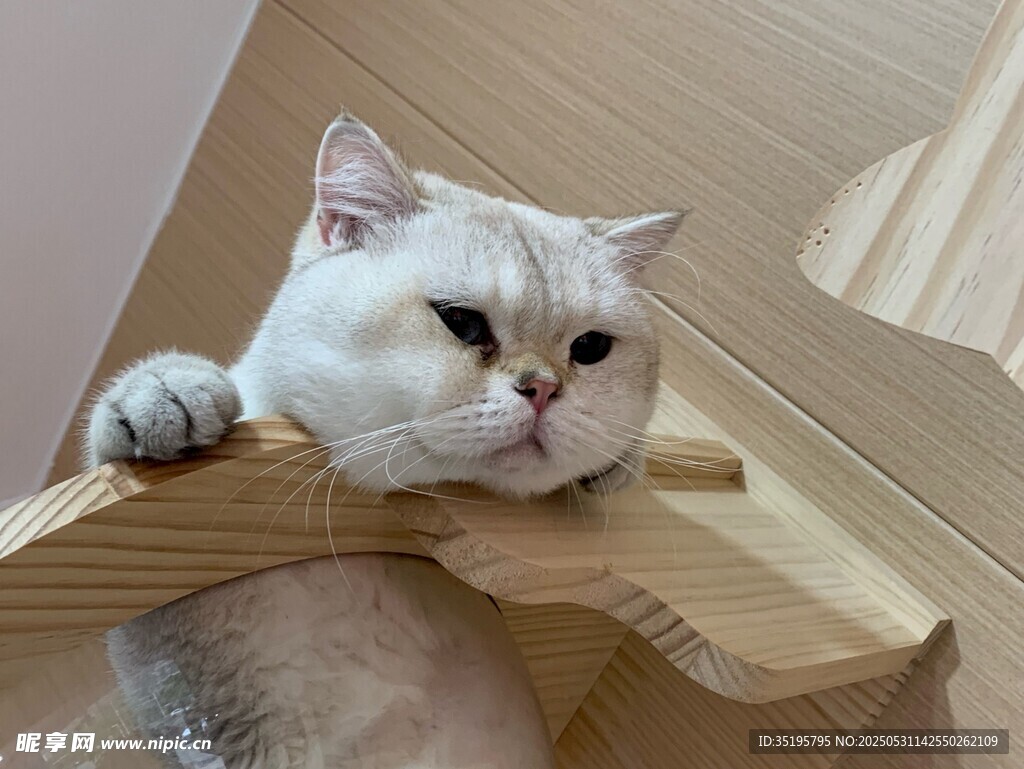 猫咪惬意趴卧在纸箱边
