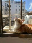 窗边橘猫惬意望向外景