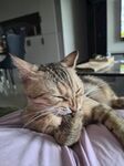 酣睡的猫咪