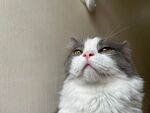 仰头的可爱长毛猫咪