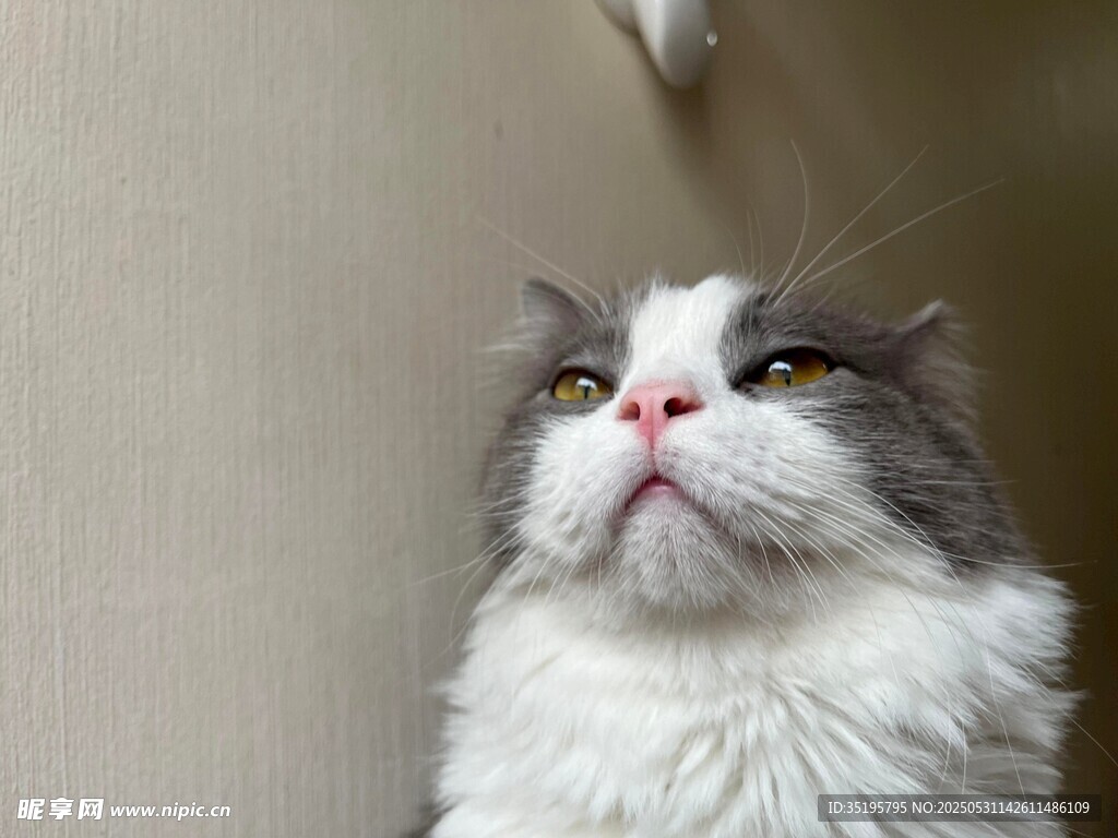 仰头的可爱长毛猫咪