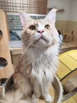 可爱长毛猫端坐望向上方