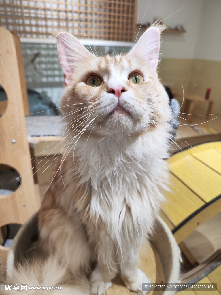 可爱长毛猫端坐望向上方