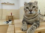 虎斑猫惬意趴坐木台
