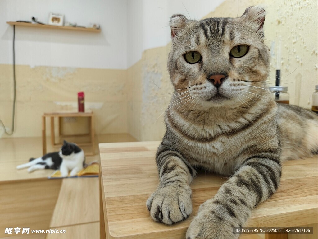 虎斑猫惬意趴坐木台