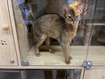 柜台上的可爱猫咪