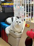 猫咪惬意躺卧在置物架上