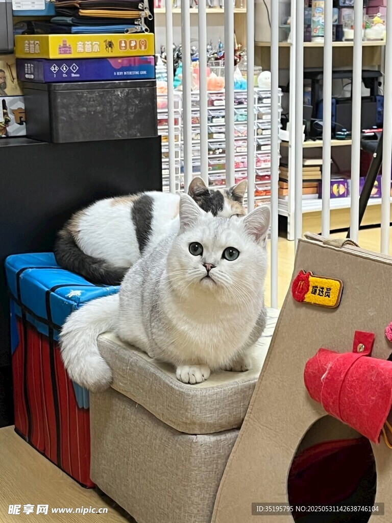 猫咪惬意躺卧在置物架上
