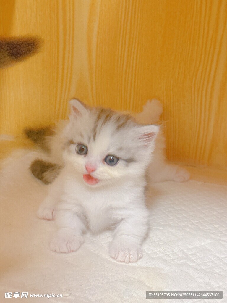 可爱小奶猫趴卧