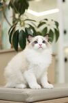 可爱布偶猫端坐室内