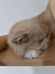 慵懒猫咪趴卧在木台上
