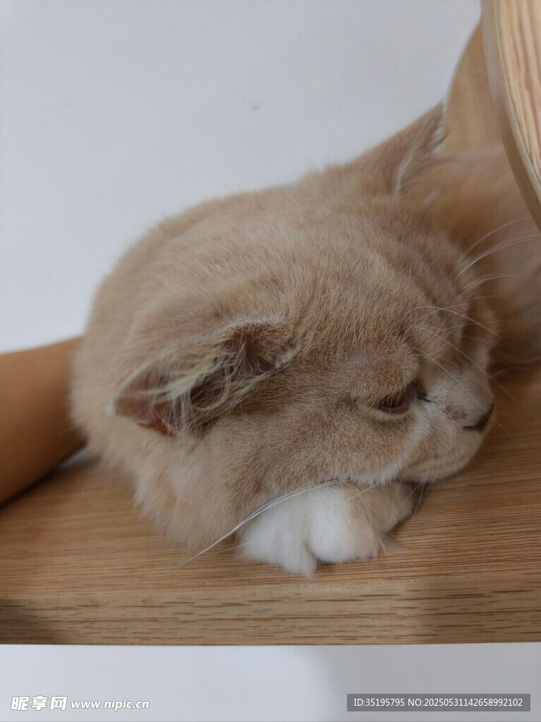 慵懒猫咪趴卧在木台上