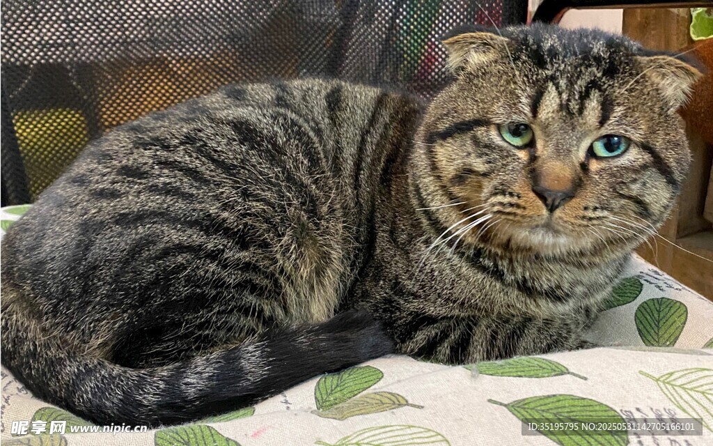 慵懒猫咪惬意躺卧