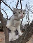 小猫攀爬在光秃树枝上