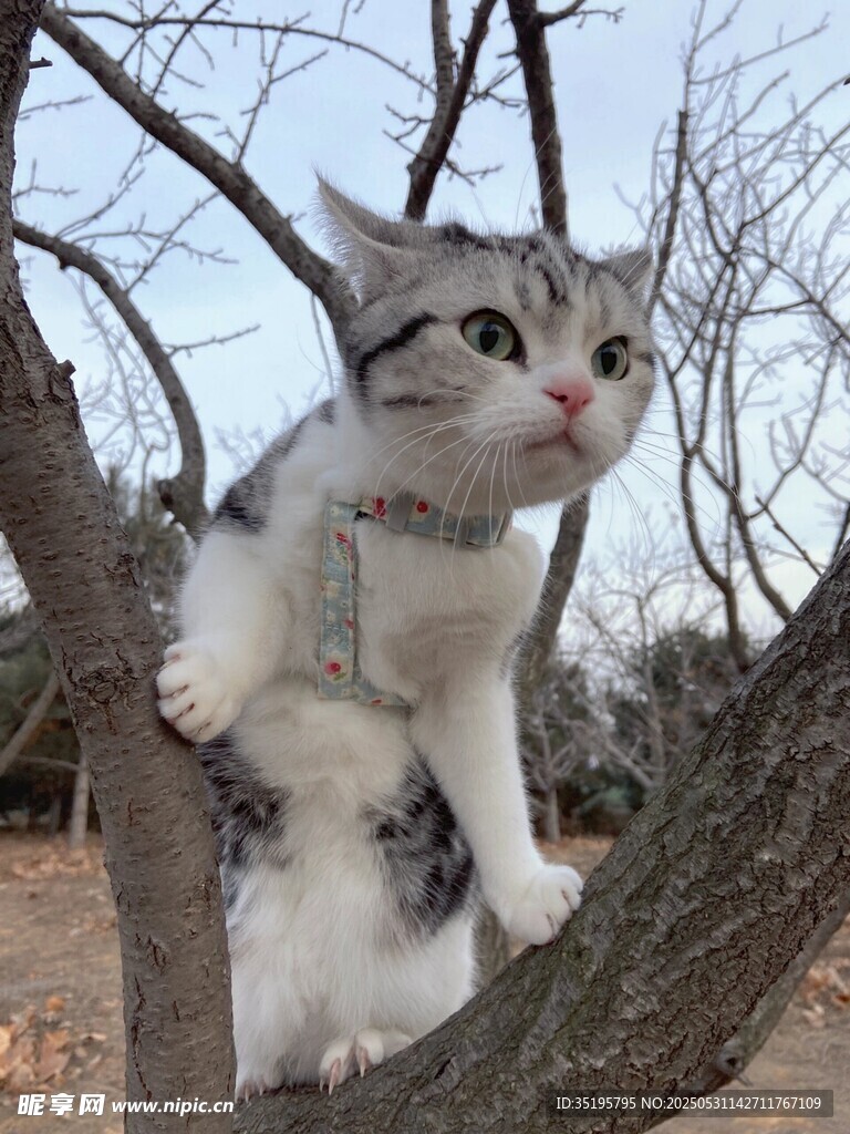小猫攀爬在光秃树枝上
