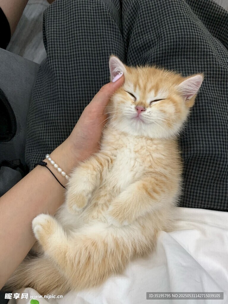 被抚摸的惬意小猫咪