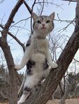 树上站立的可爱猫咪