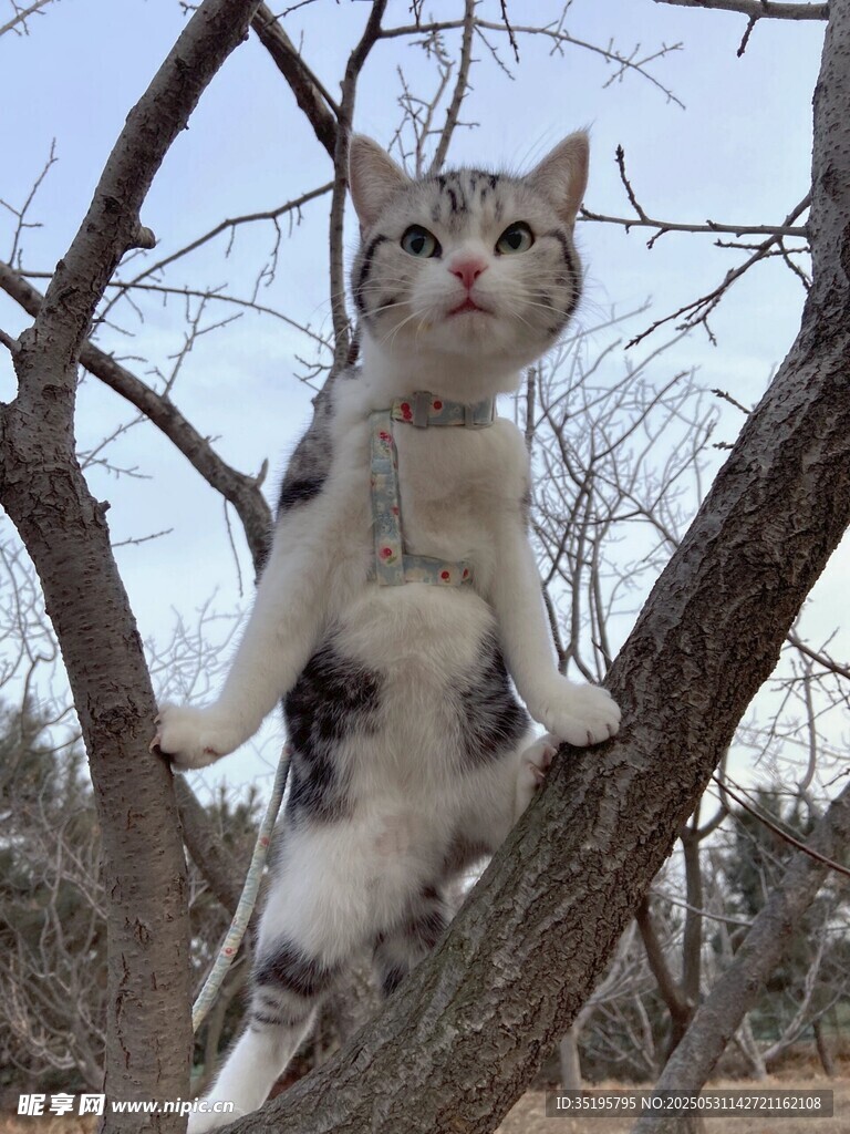 树上站立的可爱猫咪