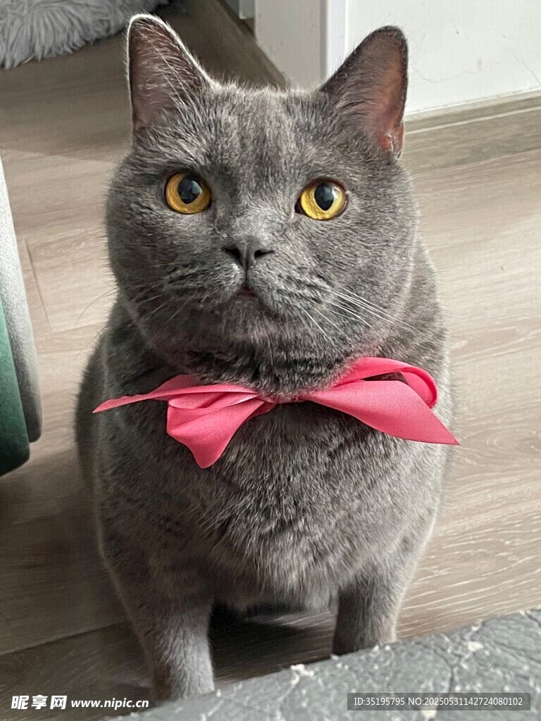 戴粉领结的可爱灰猫