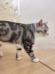 花纹猫咪在木地板上行走