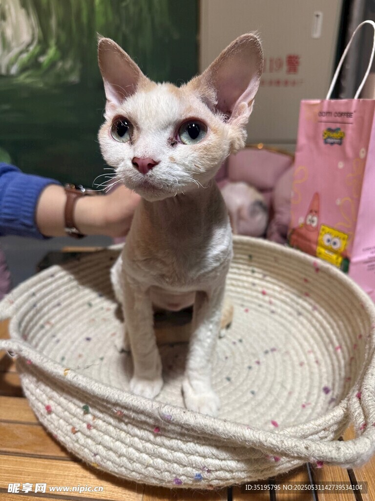 可爱无毛猫坐在编织篮中