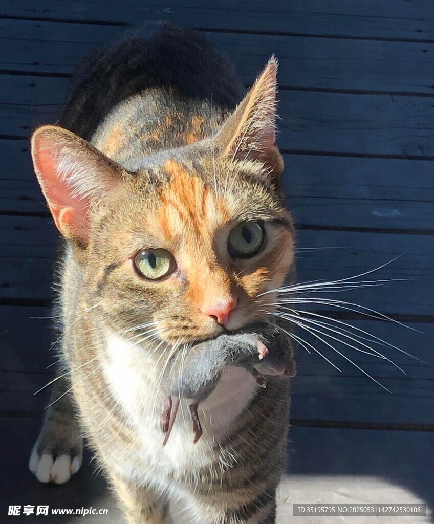 猫咪叼鼠展现捕猎本能