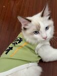 穿绿衣的可爱布偶猫