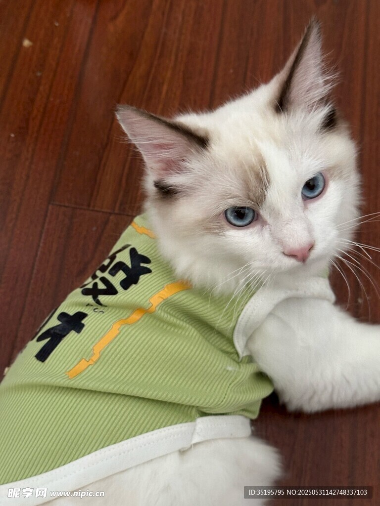 穿绿衣的可爱布偶猫